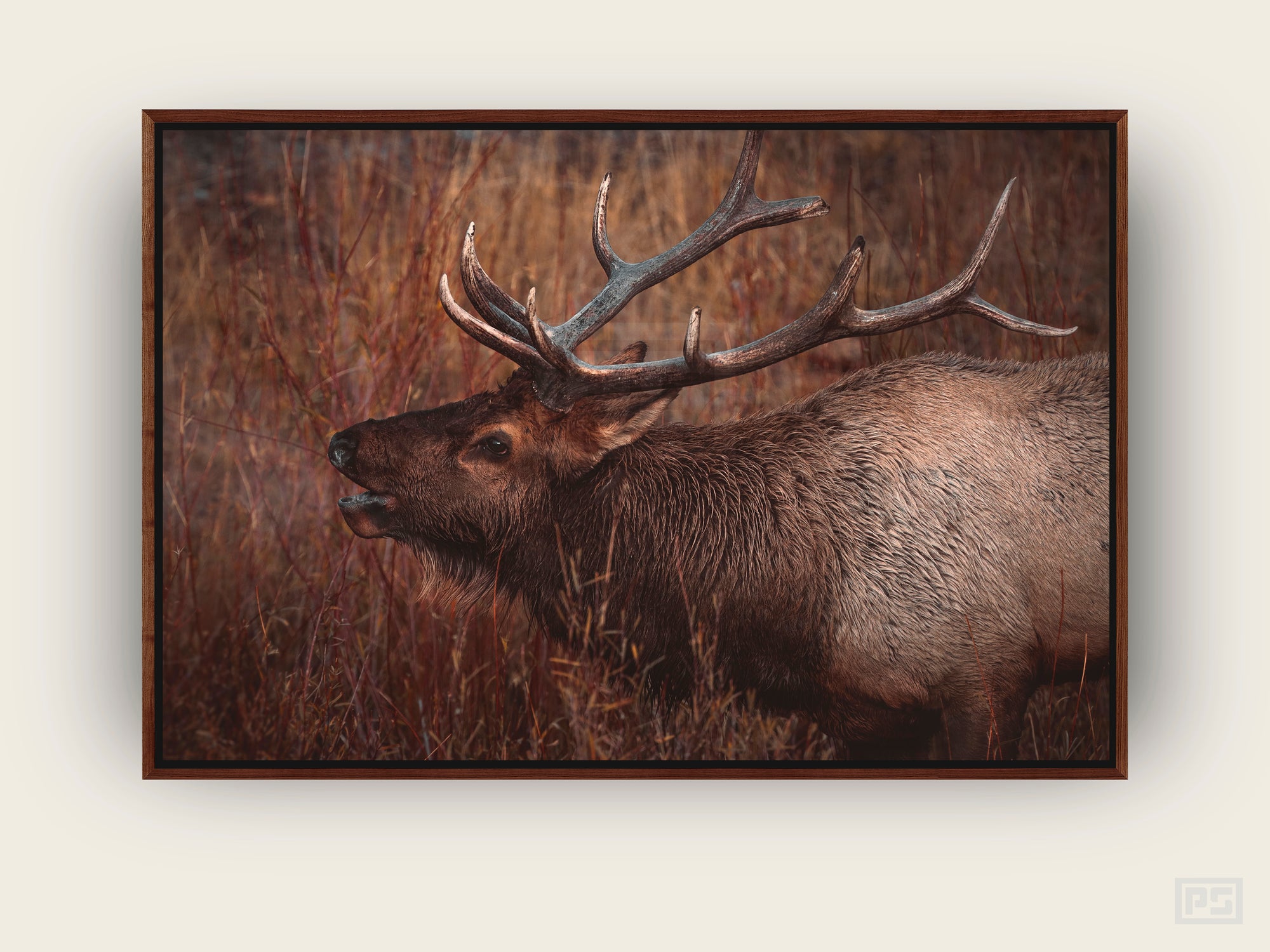 Framed Canvas Print "The Cold Elk Bugle"