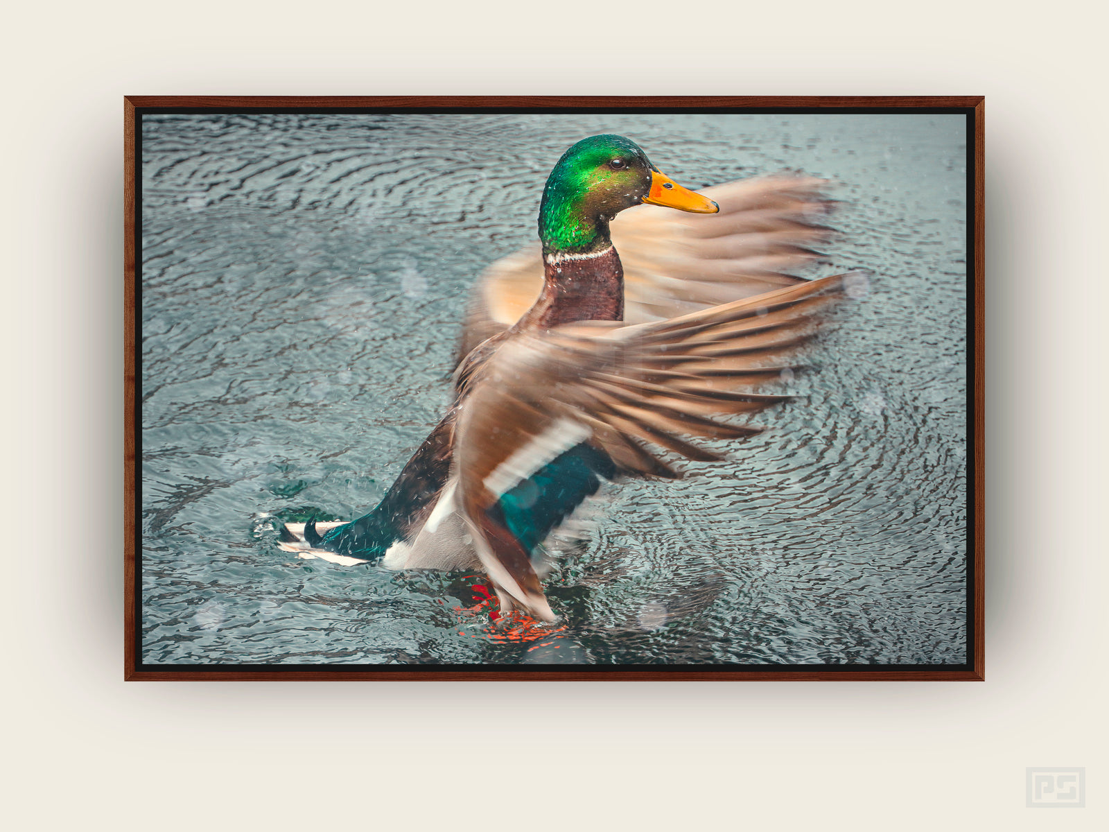 Framed Canvas Print "The Mallard in Snow"
