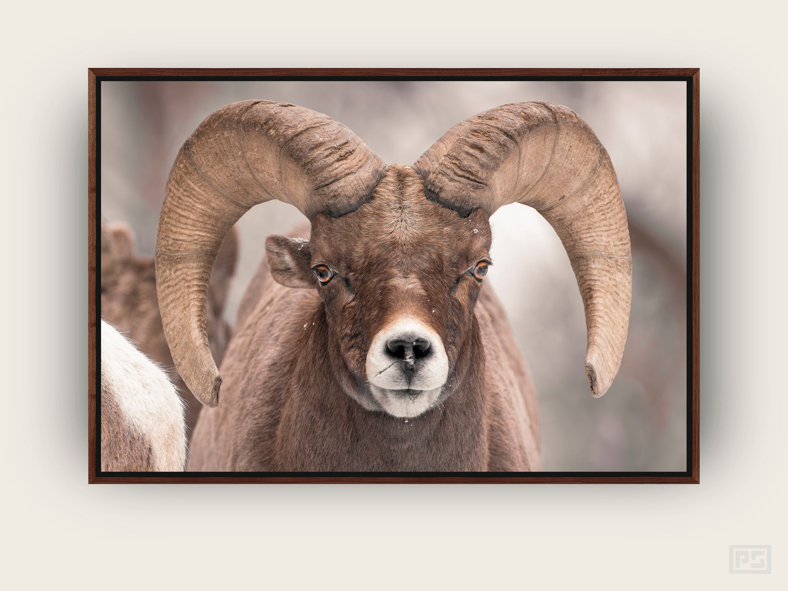 Framed Canvas Print "The Ram"