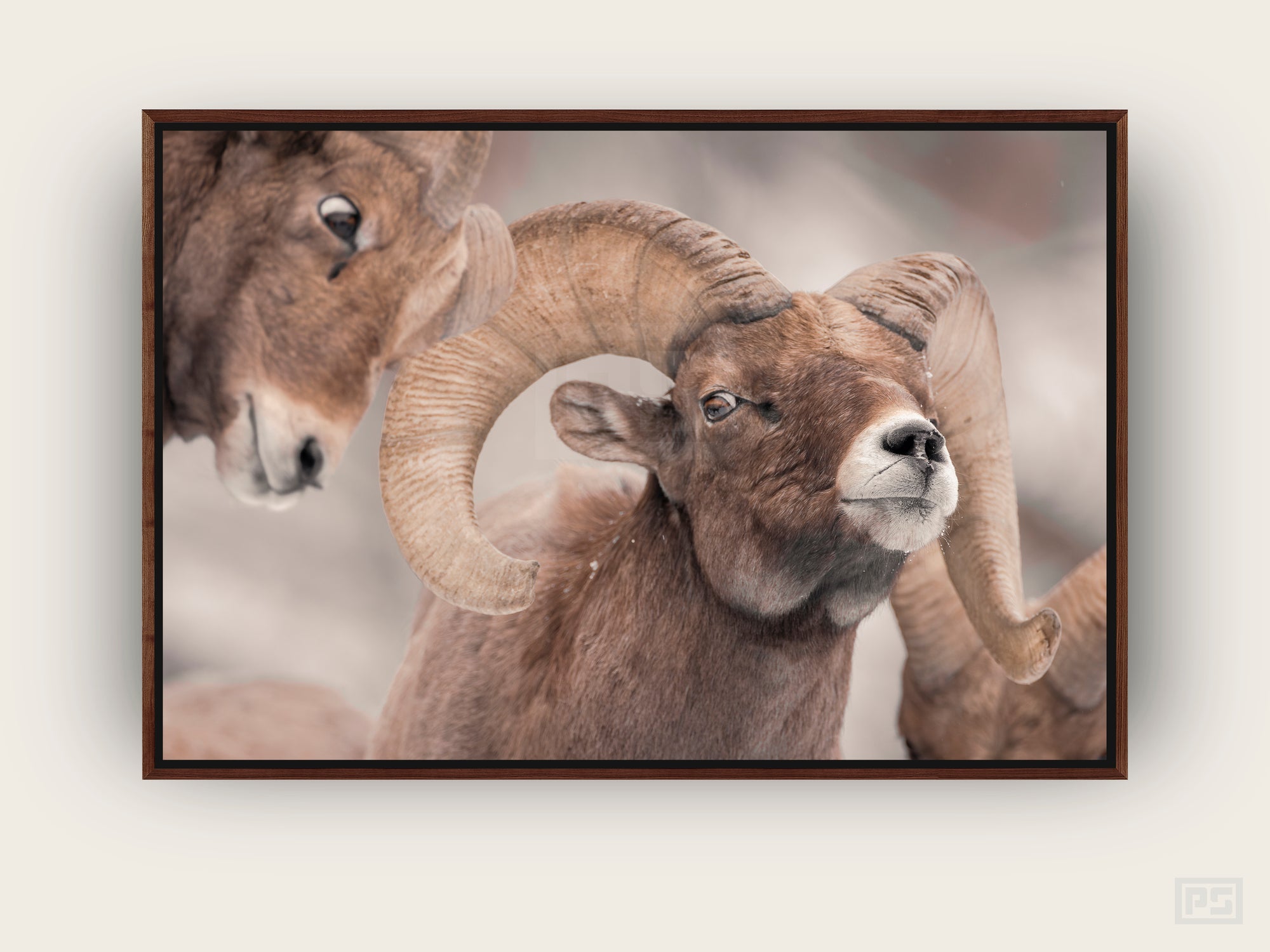 Framed Canvas Print "The Ram - Prepare for Impact"