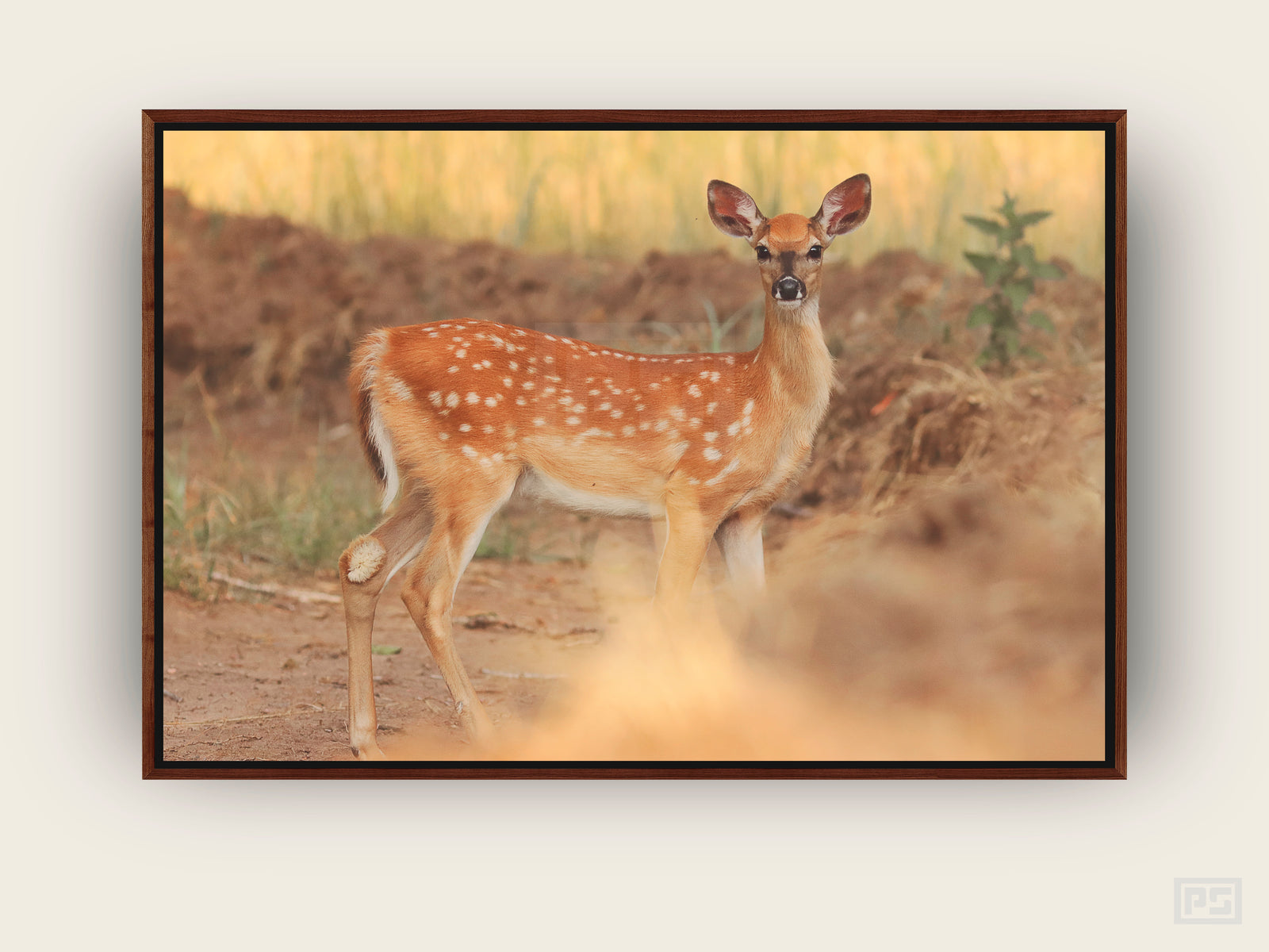 Framed Canvas Print "The Fawn"