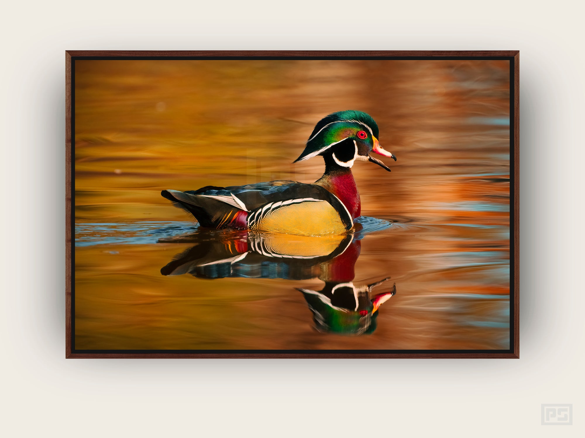 Framed Canvas Print "The Wood Duck 2"