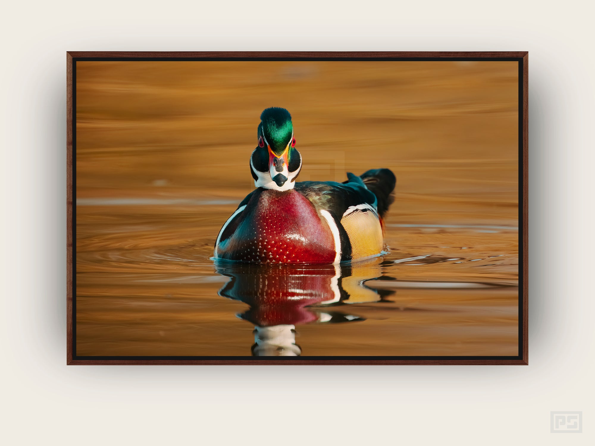 Framed Canvas Print "The Wood Duck"